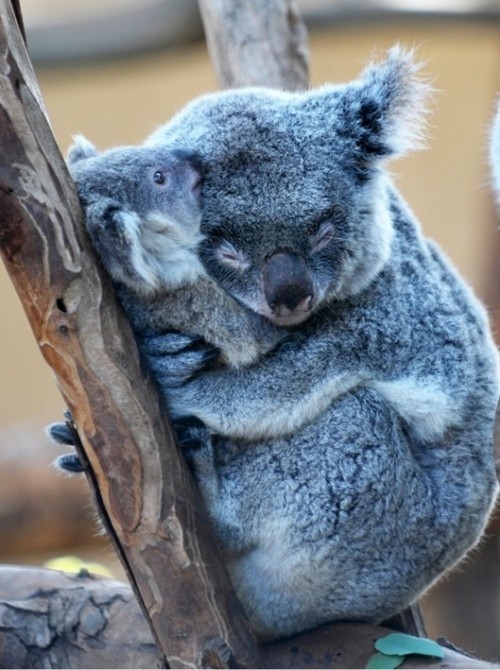 Photo:  Koala love